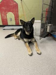 Shelter Stray Male Dog last seen Near , 2600 S Harding St, Indianapolis, IN 46221, USA