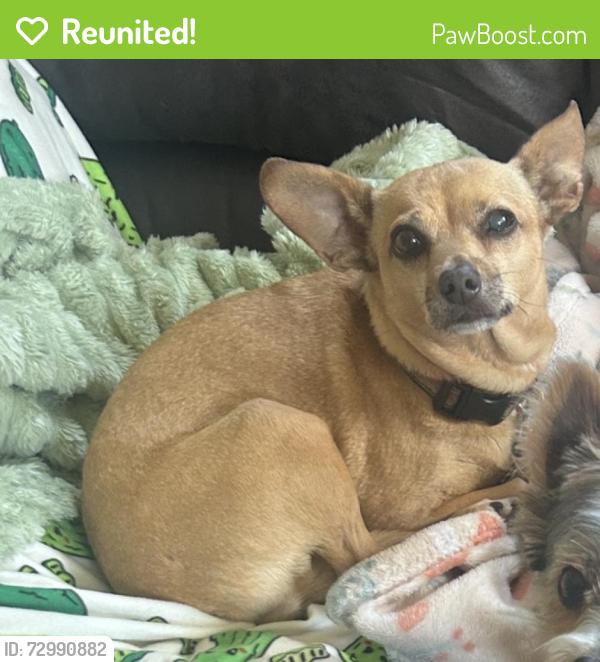 Reunited Female Dog last seen 60th st and F near Casey’s , Omaha, NE 68117