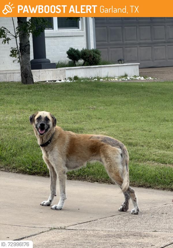 Found/Stray Unknown Dog last seen Nottingham dr, scotswood dr, Garland, TX 75041