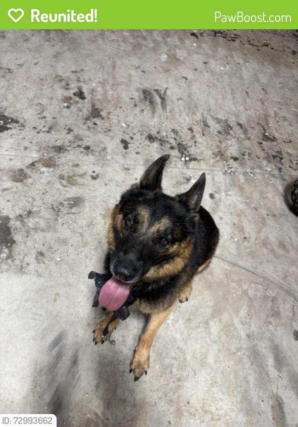 Reunited Male Dog last seen Rabidue and Rynn, North Street, MI 48049