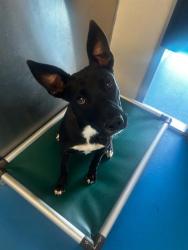 Shelter Stray Female Dog last seen Near BLK CAROLINE CT, BAKERSFIELD, CA, 201 S Mt Vernon Ave, Bakersfield, CA 93307, USA