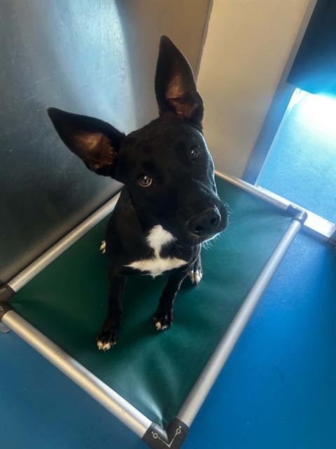 Shelter Stray Female Dog last seen Near BLK CAROLINE CT, BAKERSFIELD, CA, 201 S Mt Vernon Ave, Bakersfield, CA 93307, USA