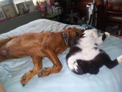 Lost Male Cat last seen Walsh, Port St. Lucie, FL 34983