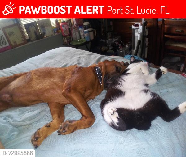 Lost Male Cat last seen Walsh, Port St. Lucie, FL 34983