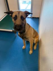 Shelter Stray Male Dog last seen TIERRA VERDE BAKERSFIELD, 201 S Mt Vernon Ave, Bakersfield, CA 93307, USA