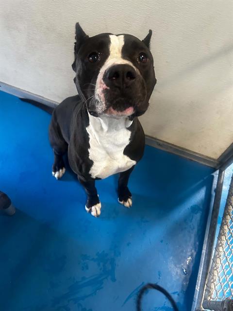 Shelter Stray Male Dog last seen MT VERNON AVE BAKERSFIELD, 201 S Mt Vernon Ave, Bakersfield, CA 93307, USA