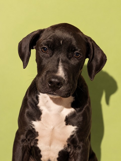 Shelter Stray Male Dog last seen Near BLOCK ARMSTRONG ST, 2020 Forest St, Jacksonville, FL 32204, USA
