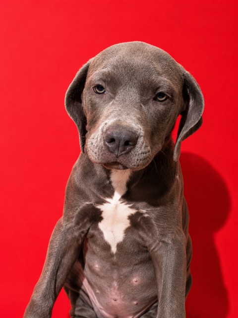 Shelter Stray Female Dog last seen Near BLOCK ARMSTRONG ST, 2020 Forest St, Jacksonville, FL 32204, USA