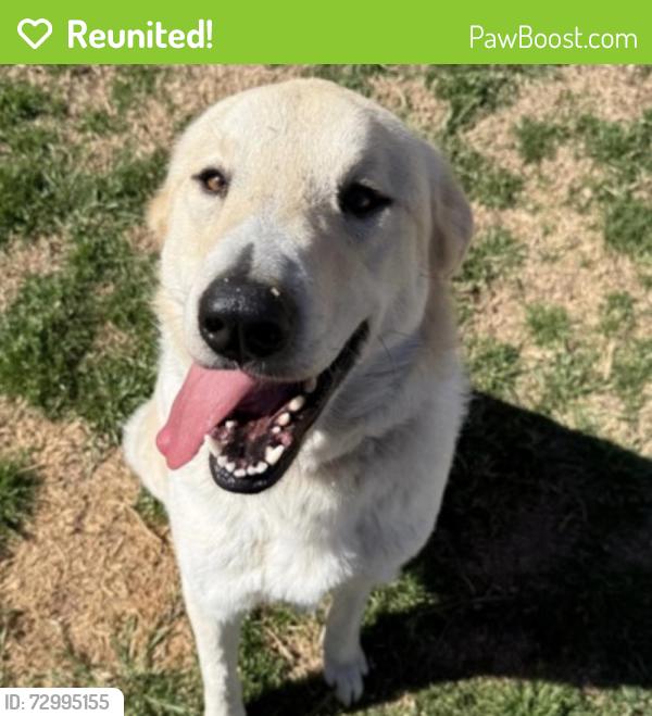 Reunited Female Dog last seen Near N Sterling Ave, Oklahoma City, OK 73127, USA, Oklahoma City, OK 73127