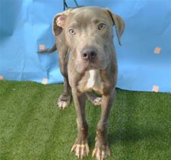 Shelter Stray Male Dog last seen , 216 W Victoria St, Gardena, CA 90248, USA
