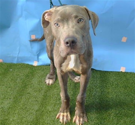 Shelter Stray Male Dog last seen , 216 W Victoria St, Gardena, CA 90248, USA