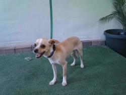Shelter Stray Male Dog last seen , 4275 Elton St, Baldwin Park, CA 91706, USA