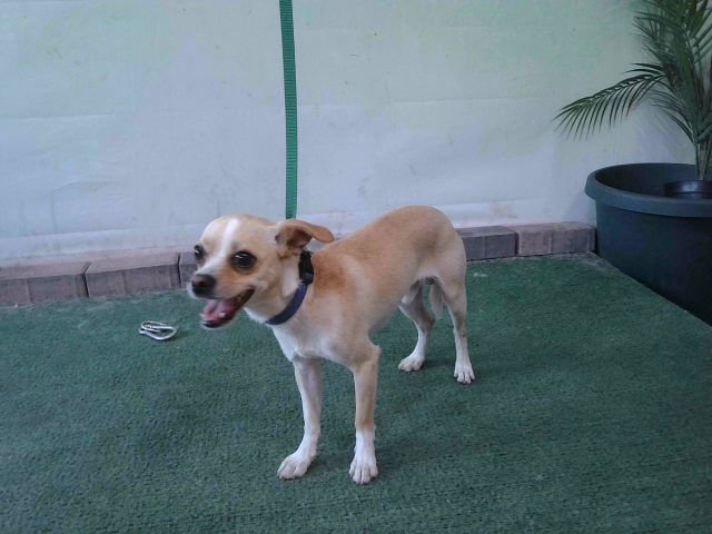 Shelter Stray Male Dog last seen , 4275 Elton St, Baldwin Park, CA 91706, USA