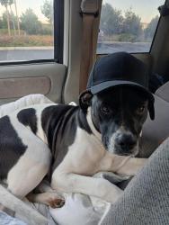 Lost Male Dog last seen 7-Eleven on industrial boulevard Hayward California, Hayward, CA 94545