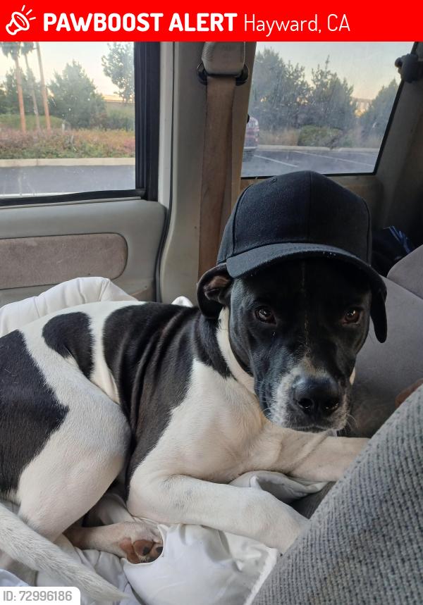 Lost Male Dog last seen 7-Eleven on industrial boulevard Hayward California, Hayward, CA 94545