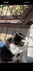 Lost Male Cat last seen Lynn haven sports park /390 and east ave, Panama City, FL 32405