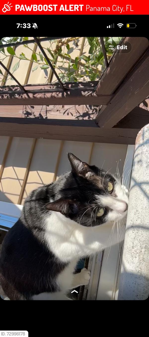 Lost Male Cat last seen Lynn haven sports park /390 and east ave, Panama City, FL 32405