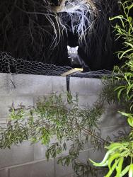 Reunited Male Cat last seen 39th avenue in Missouri, Phoenix, AZ 85019