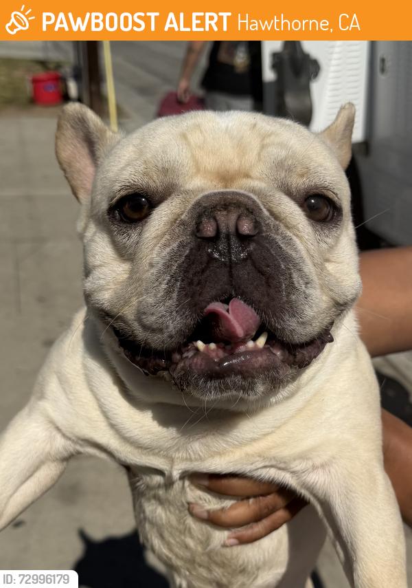 Found/Stray Male Dog last seen El Segundo and Washington, Hawthorne, CA 90250