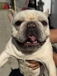 Found/Stray Male Dog last seen El Segundo and Washington, Hawthorne, CA 90250