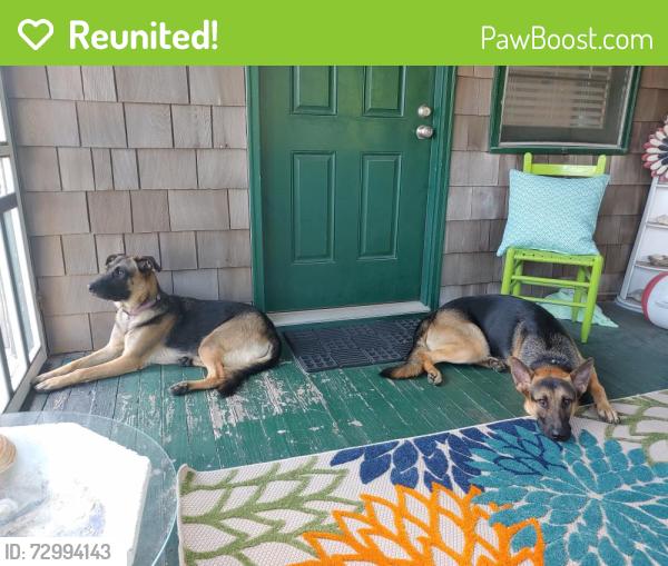 Reunited Male Dog last seen Qualla and Beach Roads Crooked Creek Subdivision , Chesterfield, VA 23832