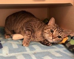 Shelter Stray Female Cat last seen Near BLOCK E ALAMEDA AVE, DENVER CO 80247, 1241 W Bayaud Ave, Denver, CO 80223, USA