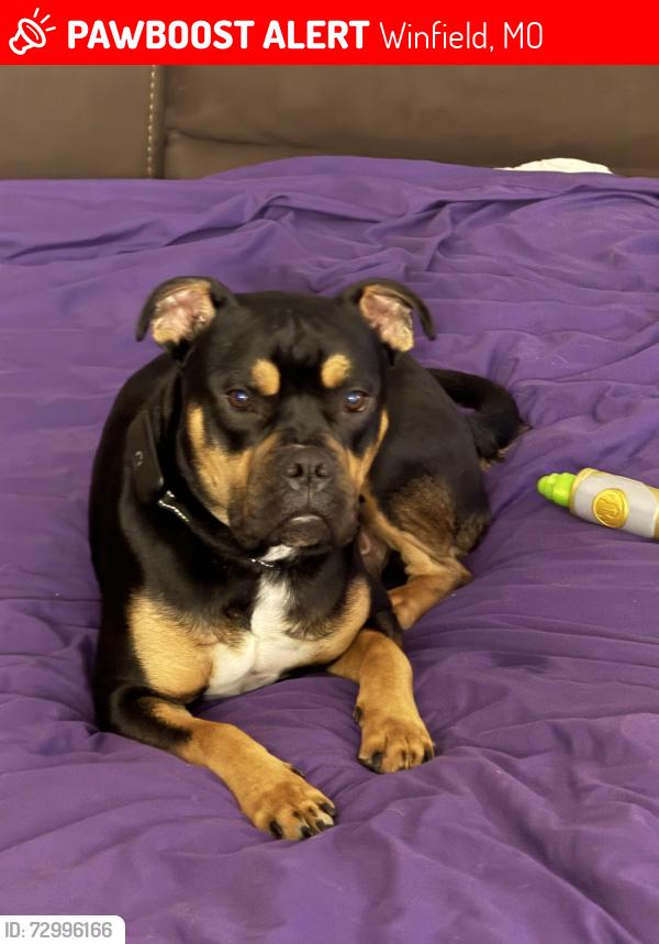 Lost Male Dog last seen North Chantilly, Winfield, MO 63389