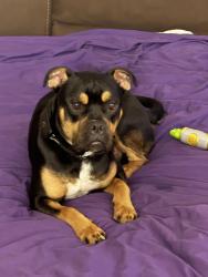 Lost Male Dog last seen North Chantilly, Winfield, MO 63389