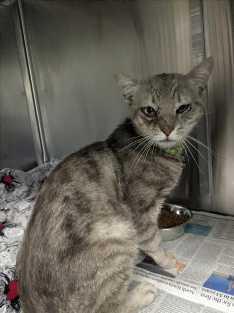 Shelter Stray Male Cat last seen SYCAMORE, 16 Barnes Ct, Hayward, CA 94544, USA