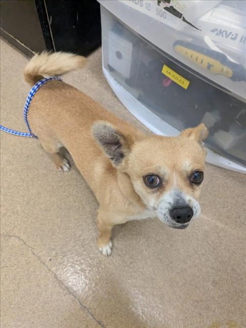 Shelter Stray Male Dog last seen LAFAYETTE/SENECA, 16 Barnes Ct, Hayward, CA 94544, USA