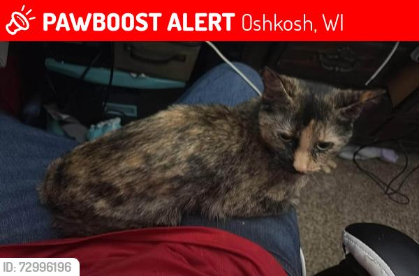 Lost Female Cat last seen    Stillwell and Wisconsin , Oshkosh, WI 54901