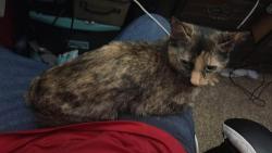 Lost Female Cat last seen    Stillwell and Wisconsin , Oshkosh, WI 54901
