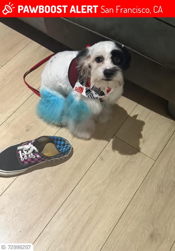 Lost Male Dog last seen Leavenworth & Ofarrell , San Francisco, CA 94102