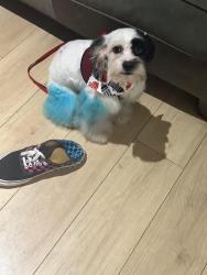 Lost Male Dog last seen Leavenworth & Ofarrell , San Francisco, CA 94102