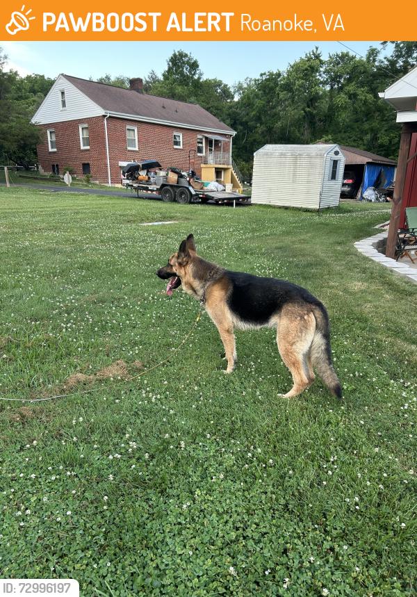 Surrendered Male Dog last seen Garden City Blvd. and Craig Robertson Road, Roanoke, VA 24014