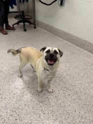Shelter Stray Female Dog last seen 76TH & MONACO - MONACO ELEMENTARY, 12155 Park Blvd, Brighton, CO 80601, USA