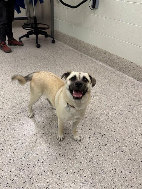 Shelter Stray Female Dog last seen 76TH & MONACO - MONACO ELEMENTARY, 12155 Park Blvd, Brighton, CO 80601, USA
