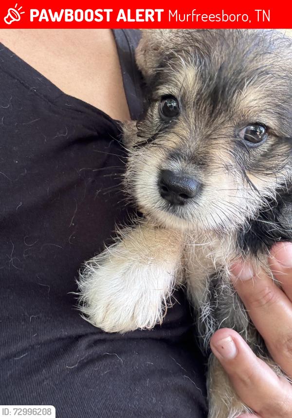 Lost Male Dog last seen Halls Hill Pike & Richland Richardson Rd, Murfreesboro, TN 37130