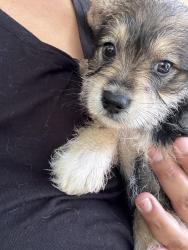 Lost Male Dog last seen Halls Hill Pike & Richland Richardson Rd, Murfreesboro, TN 37130