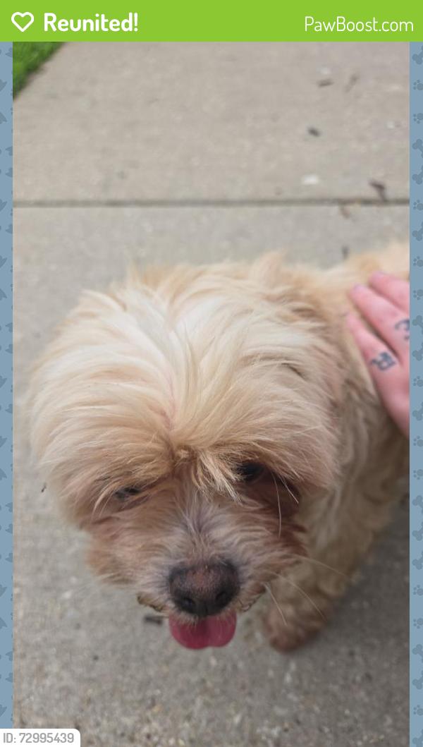 Reunited Female Dog last seen Lavergne and roscoe , Chicago, IL 60641
