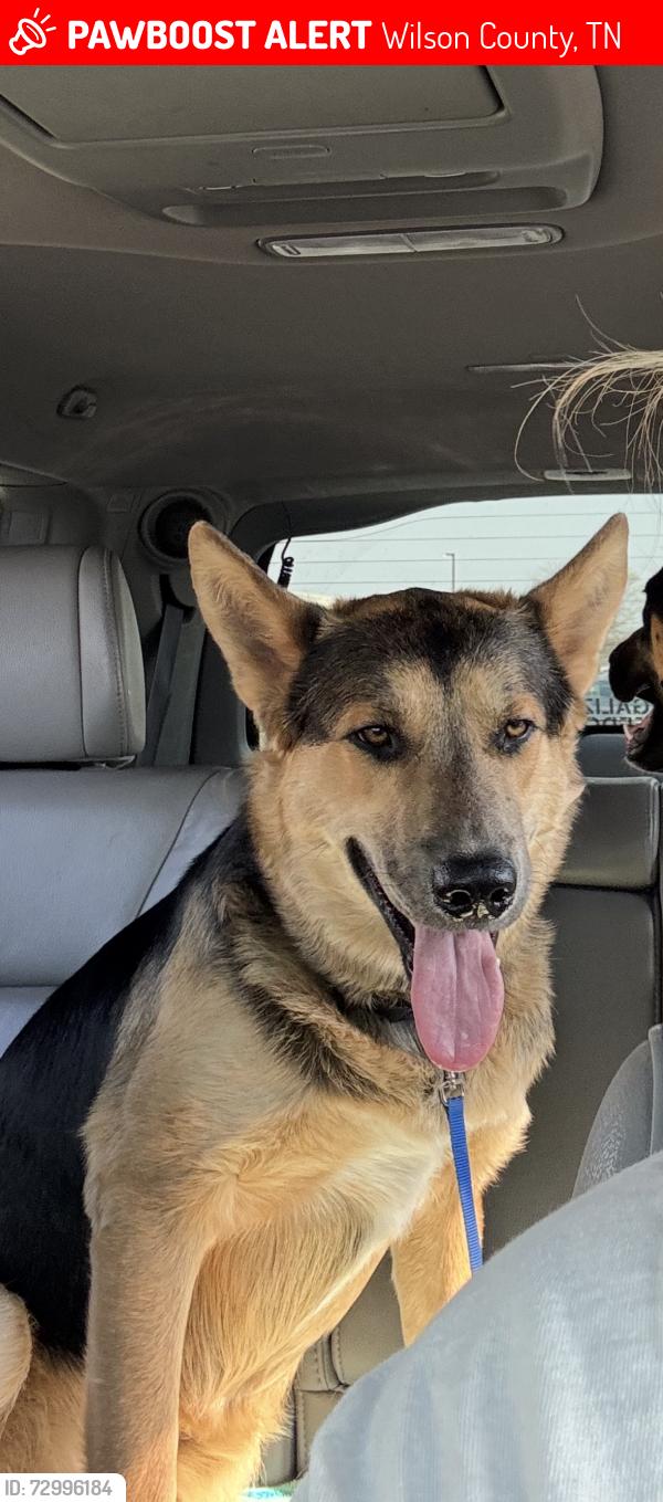 Lost Male Dog last seen Old Rome Pike, Wilson County, TN 37087
