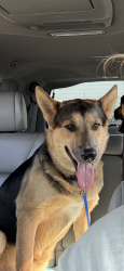 Lost Male Dog last seen Old Rome Pike, Wilson County, TN 37087