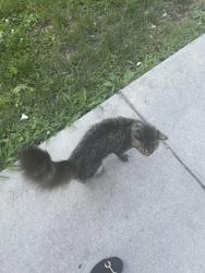 Found/Stray Unknown Cat last seen Wayne Ave & queen ln, Philadelphia, PA 19144
