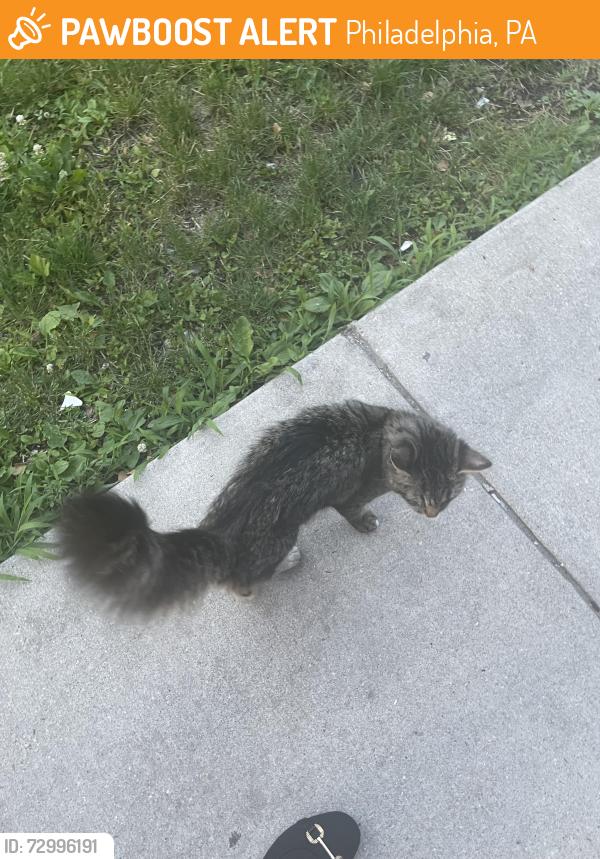 Found/Stray Unknown Cat last seen Wayne Ave & queen ln, Philadelphia, PA 19144