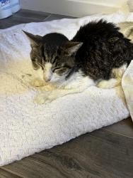 Found/Stray Unknown Cat last seen Ventura Dr, Hollywood Park, TX 78232
