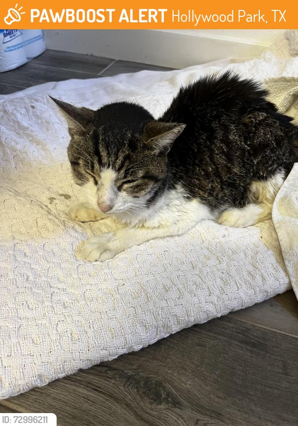 Found/Stray Unknown Cat last seen Ventura Dr, Hollywood Park, TX 78232