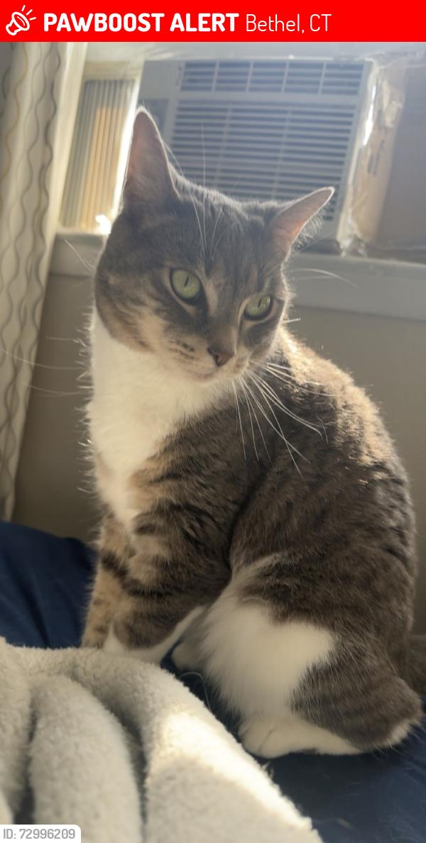 Lost Female Cat last seen Topstone drive, Bethel, CT 06801