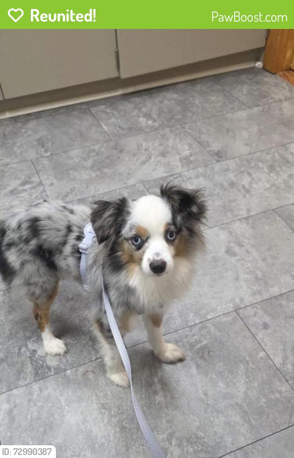 Reunited Female Dog last seen Near Citrus Cir, Fruitland Park, FL 34731, USA, Fruitland Park, FL 34731