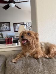 Reunited Female Dog last seen Balfour , Brentwood, CA 94513