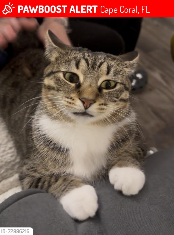 Lost Female Cat last seen Ne 20th St, Cape Coral, FL 33909